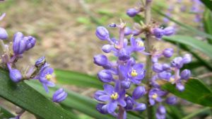 山菅蘭和山麥冬的區(qū)別