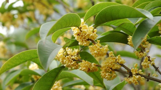 桂花幾月份開(kāi)花