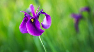 玉蟬花和鳶尾花區(qū)別