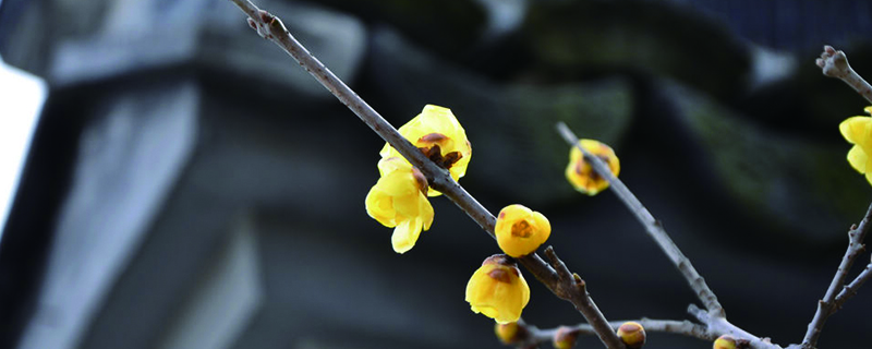 臘梅種子種植方法（方法及時間），種子種的能開花嗎