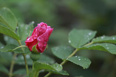 玫瑰花