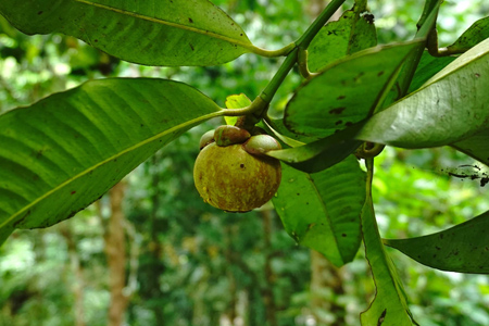 山竹樹(shù)