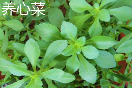 養(yǎng)心菜