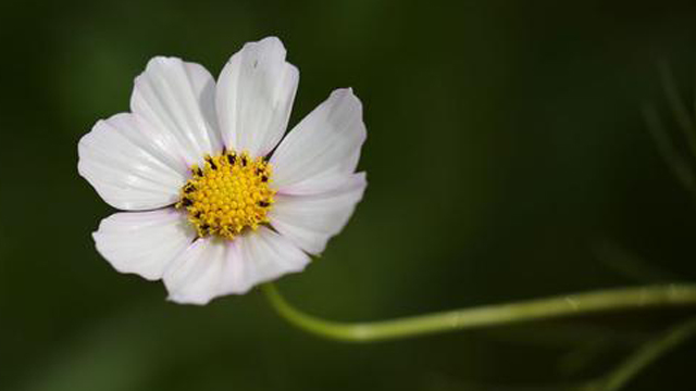 茼蒿花和格?；ǖ膮^(qū)別