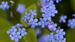 勿忘我花語(yǔ)