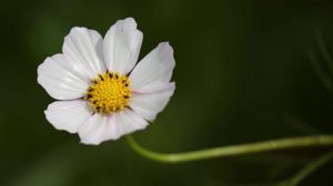 茼蒿花和格?；ǖ膮^(qū)別