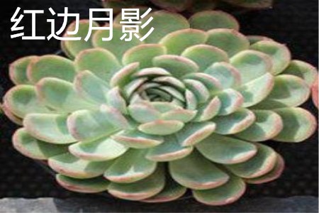 紅邊月影生長(zhǎng)點(diǎn)