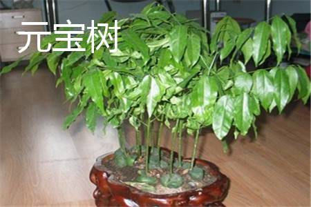 元寶樹(shù)