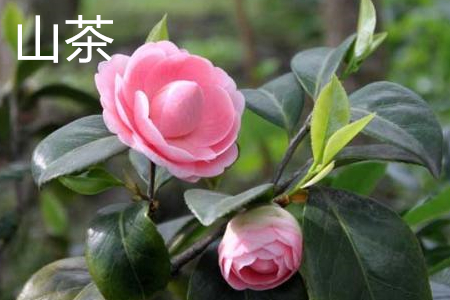 山茶花葉片