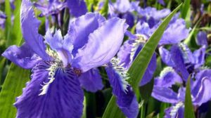 紫羅蘭一年開(kāi)幾次花