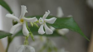 風(fēng)車茉莉什么時(shí)候開花