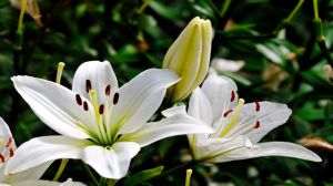 百合花一年能開幾次花