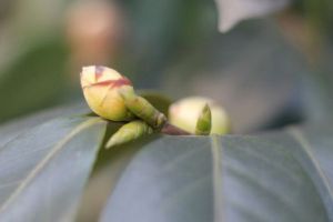 “茶花”開花之前，1把剪刀剪一剪，花開得更旺了