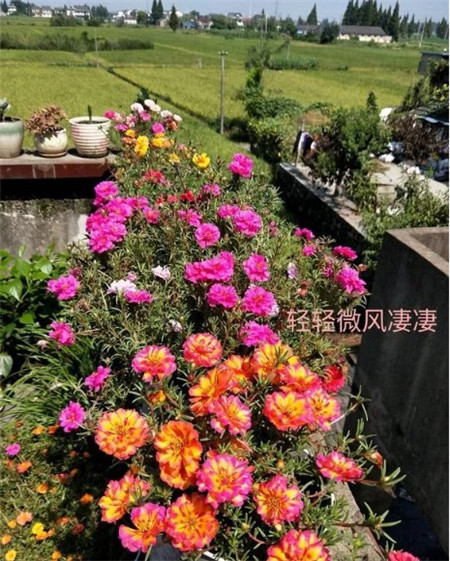 太陽花