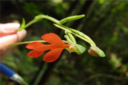 綠花玉鳳花