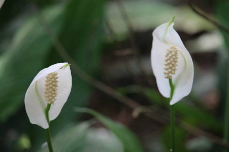 白鶴芋