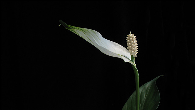 植物一帆風順怎么養(yǎng)護