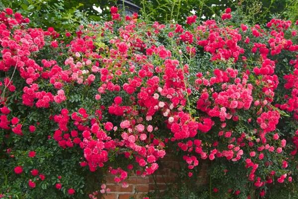 這6種開花機(jī)器，1棵開花200朵，剪都剪不完！