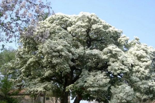 五月竟能下雪？家里養(yǎng)上這種花，立馬擁有白色花海！