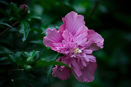 木槿花