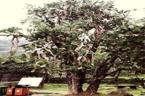 50年的牡丹，110年的仙人掌，這些花歲數(shù)竟比你還大！