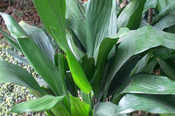 一葉蘭開(kāi)花嗎