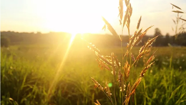 這3種植株不能“曬”，你把它放陽臺(tái)上養(yǎng)，不黃葉才怪！