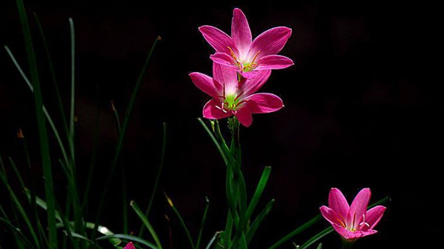 好一朵美麗的“風(fēng)雨蘭”，家里養(yǎng)一盆，1年就能“花滿盆”