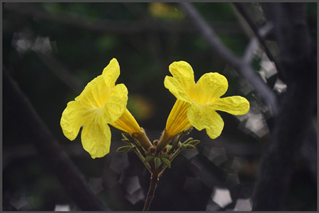 漂亮的黃花風鈴木