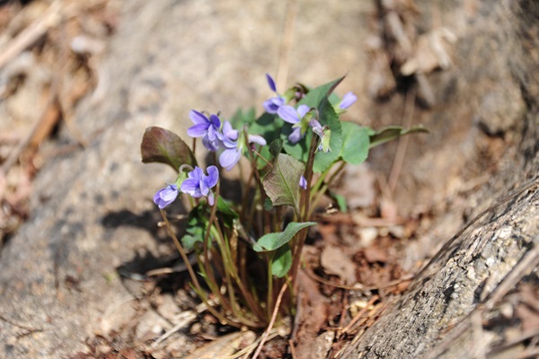 早開(kāi)堇菜與紫花地丁的區(qū)別