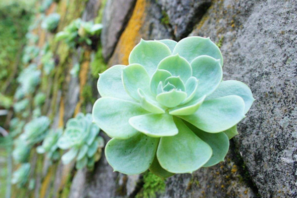 石蓮花的養(yǎng)殖方法和注意事項