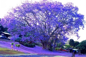 藍花楹