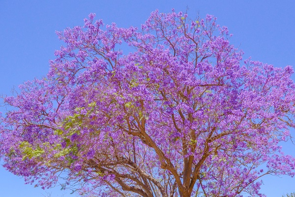 藍花楹什么時候開花