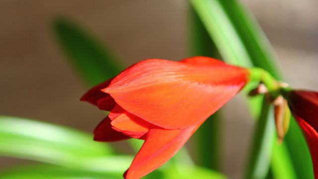 對蘭和朱頂紅的區(qū)別