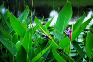 再力花什么時(shí)候開(kāi)花