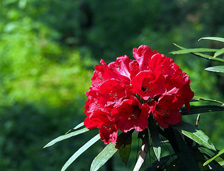 馬纓杜鵑植株