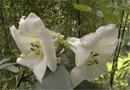 百合花杜鵑