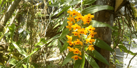 束花石斛植株