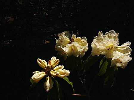 露珠杜鵑植株