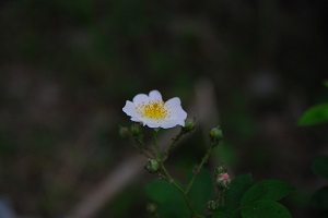 野薔薇的花朵