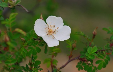 峨眉薔薇的花朵