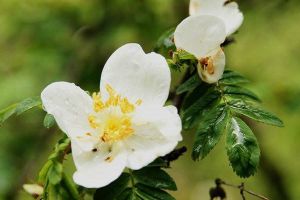 峨眉薔薇的養(yǎng)殖方法及注意事項(xiàng)