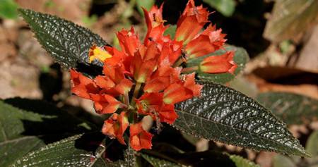 金紅花植株