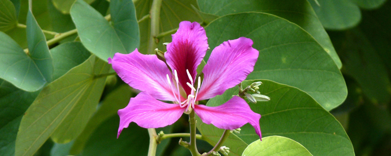 紫荊冬天能開(kāi)花嗎