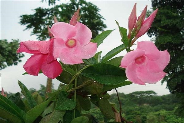 紅蟬花的養(yǎng)殖方法及注意事項(xiàng)