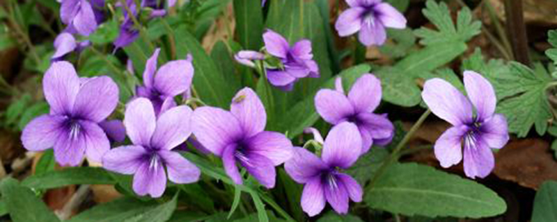 冬季如何有效進行庭院花園除草