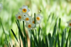 水仙冬天能開(kāi)花嗎