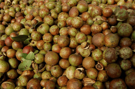 油茶果實