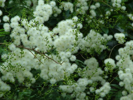 銀合歡的花朵