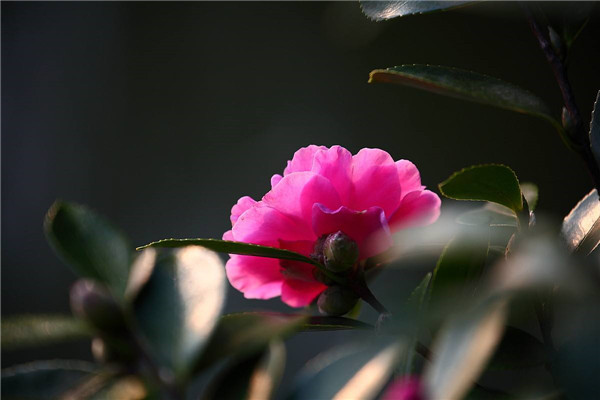 如何使山茶花在圣誕節(jié)開(kāi)花